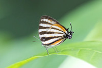 Arawacus lincoides-2036