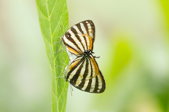 Arawacus lincoides-2237