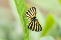 Arawacus lincoides-2242