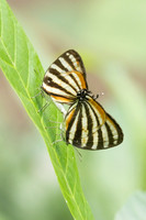 Arawacus lincoides-2247