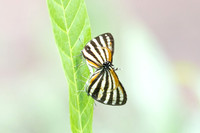 Arawacus lincoides-2254