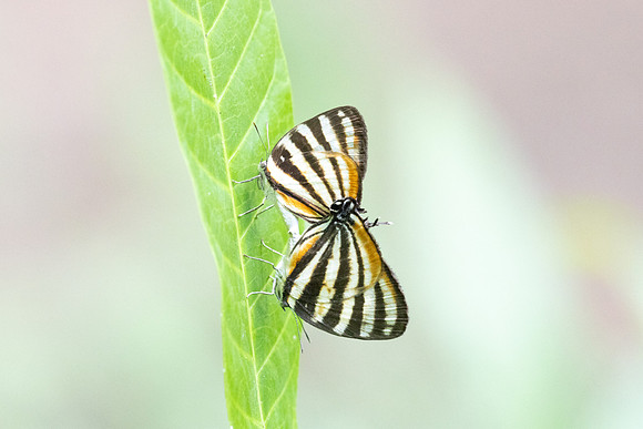 Arawacus lincoides-2254