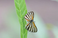 Arawacus lincoides-2257