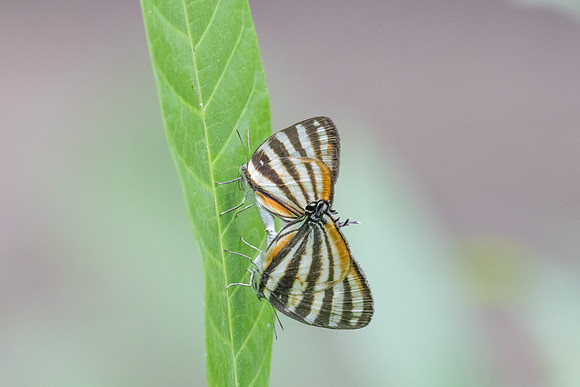 Arawacus lincoides-2257