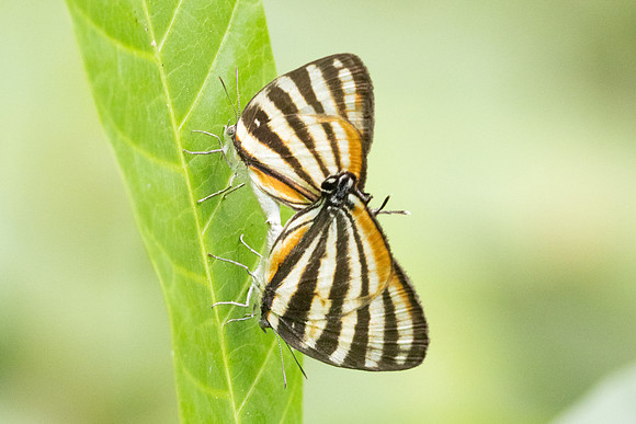 Arawacus lincoides-2261
