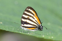 Arawacus lincoides-3546