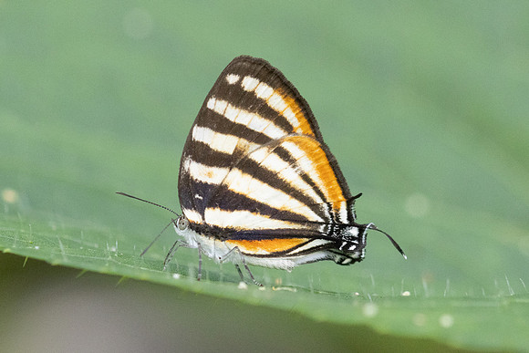 Arawacus lincoides-3546
