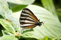 Arawacus lincoides-4