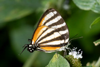 Arawacus lincoides-6503