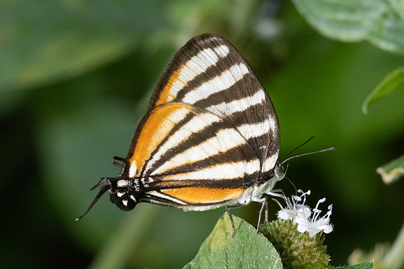 Arawacus lincoides-6503