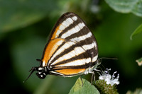 Arawacus lincoides-6507