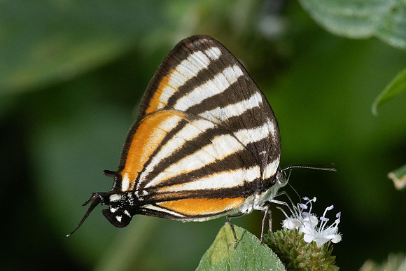 Arawacus lincoides-6507