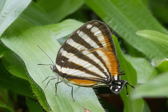Arawacus lincoides-7750