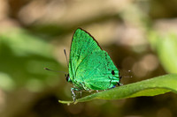 Chalybs janias-2635 - Minca - 17/06/25