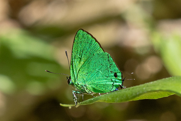 Chalybs janias-2635 - Minca - 17/06/25