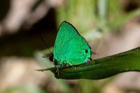 Chalybs janias-2649 - Minca - 17/06/25