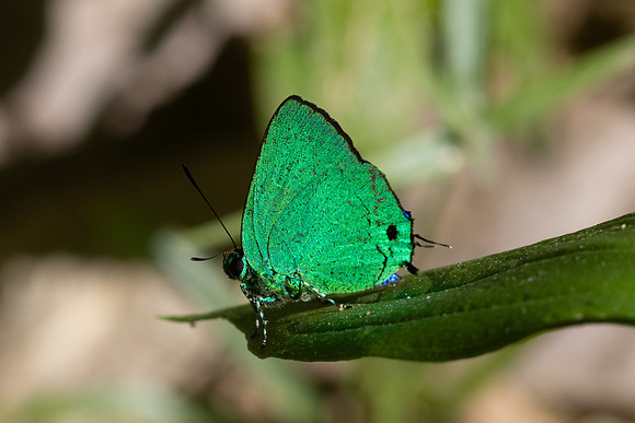 Chalybs janias-2649 - Minca - 17/06/25