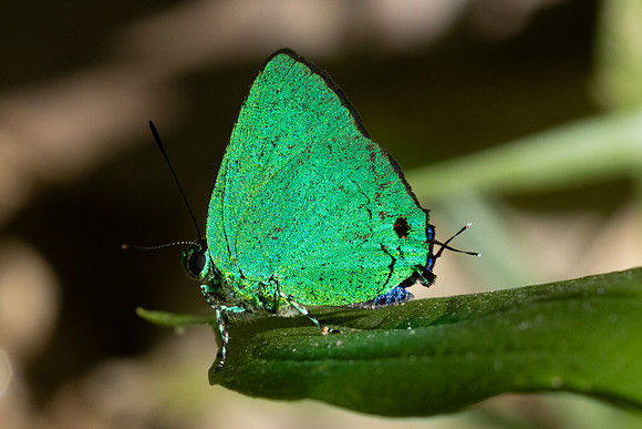 Chalybs janias-2652 - Minca - 17/06/25