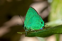 Chalybs janias-2659 - Minca - 17/06/25