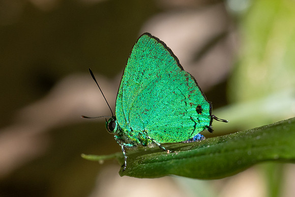 Chalybs janias-2659 - Minca - 17/06/25
