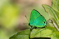 Chalybs janias-2671 - Minca - 17/06/25