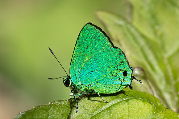 Chalybs janias-2679 - Minca - 17/06/25