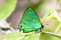 Chalybs janias-4957 - Minca - 19/06/25