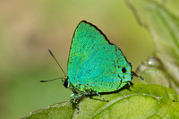 Chalybs janias-2694 - Minca - 17/06/25