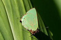 Cyanophrys herodotus-8176- Bucaramanga - 31/07/25