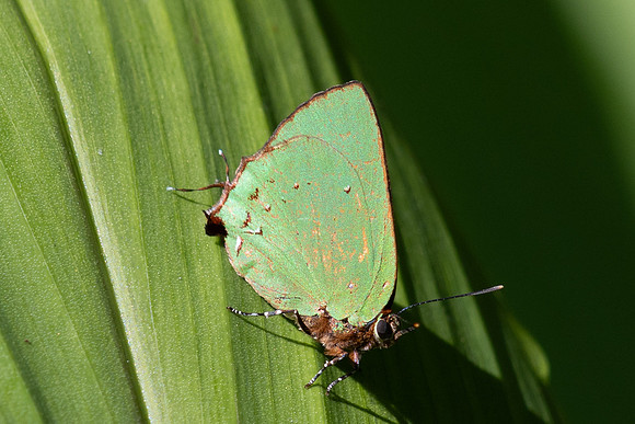 Cyanophrys herodotus-8176- Bucaramanga - 31/07/25