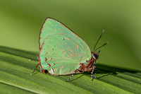 Cyanophrys herodotus-8182 - Bucaramanga - 31/07/25