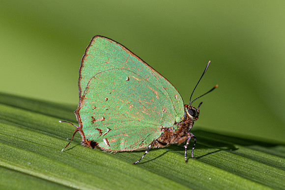 Cyanophrys herodotus-8182 - Bucaramanga - 31/07/25