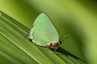 Cyanophrys herodotus-8188- Bucaramanga - 31/07/25