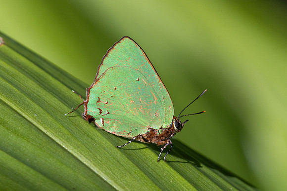 Cyanophrys herodotus-8188- Bucaramanga - 31/07/25