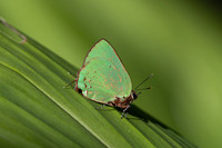 Cyanophrys herodotus-8183- Bucaramanga - 31/07/25