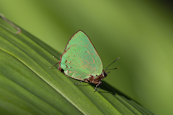 Cyanophrys herodotus-8183- Bucaramanga - 31/07/25