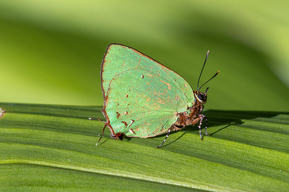 Cyanophrys herodotus-8196- Bucaramanga - 31/07/25