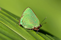 Cyanophrys herodotus-8208- Bucaramanga - 31/07/25