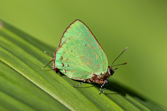 Cyanophrys herodotus-8208- Bucaramanga - 31/07/25