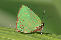 Cyanophrys herodotus-8217- Bucaramanga - 31/07/25