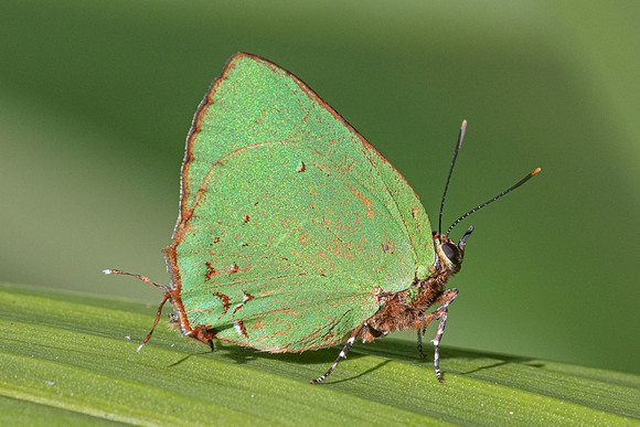 Cyanophrys herodotus-8217- Bucaramanga - 31/07/25