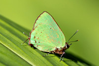 Cyanophrys herodotus-8209- Bucaramanga - 31/07/25