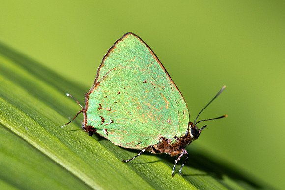 Cyanophrys herodotus-8209- Bucaramanga - 31/07/25