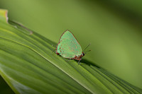 Cyanophrys herodotus-8207- Bucaramanga - 31/07/25