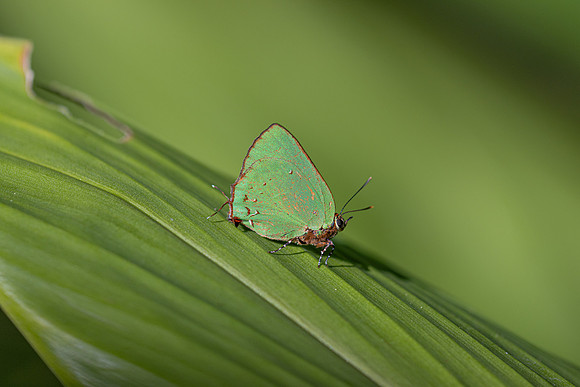 Cyanophrys herodotus-8207- Bucaramanga - 31/07/25