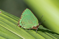 Cyanophrys herodotus-8234- Bucaramanga - 31/07/25