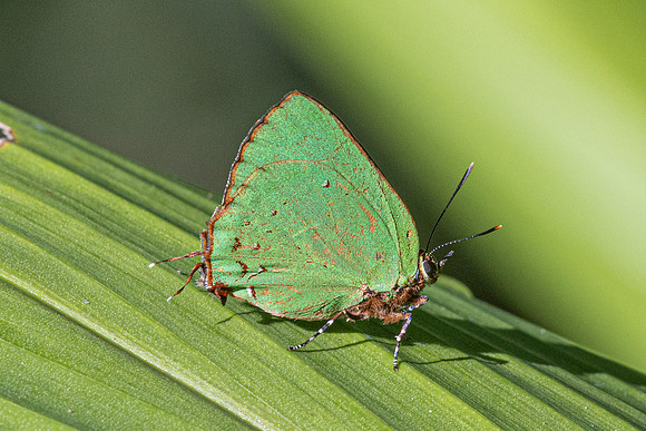 Cyanophrys herodotus-8234- Bucaramanga - 31/07/25