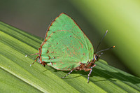 Cyanophrys herodotus-8236 - Bucaramanga - 31/07/25