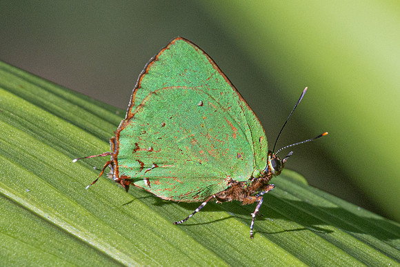 Cyanophrys herodotus-8236 - Bucaramanga - 31/07/25