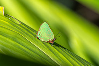 Cyanophrys herodotus-8191- Bucaramanga - 31/07/25